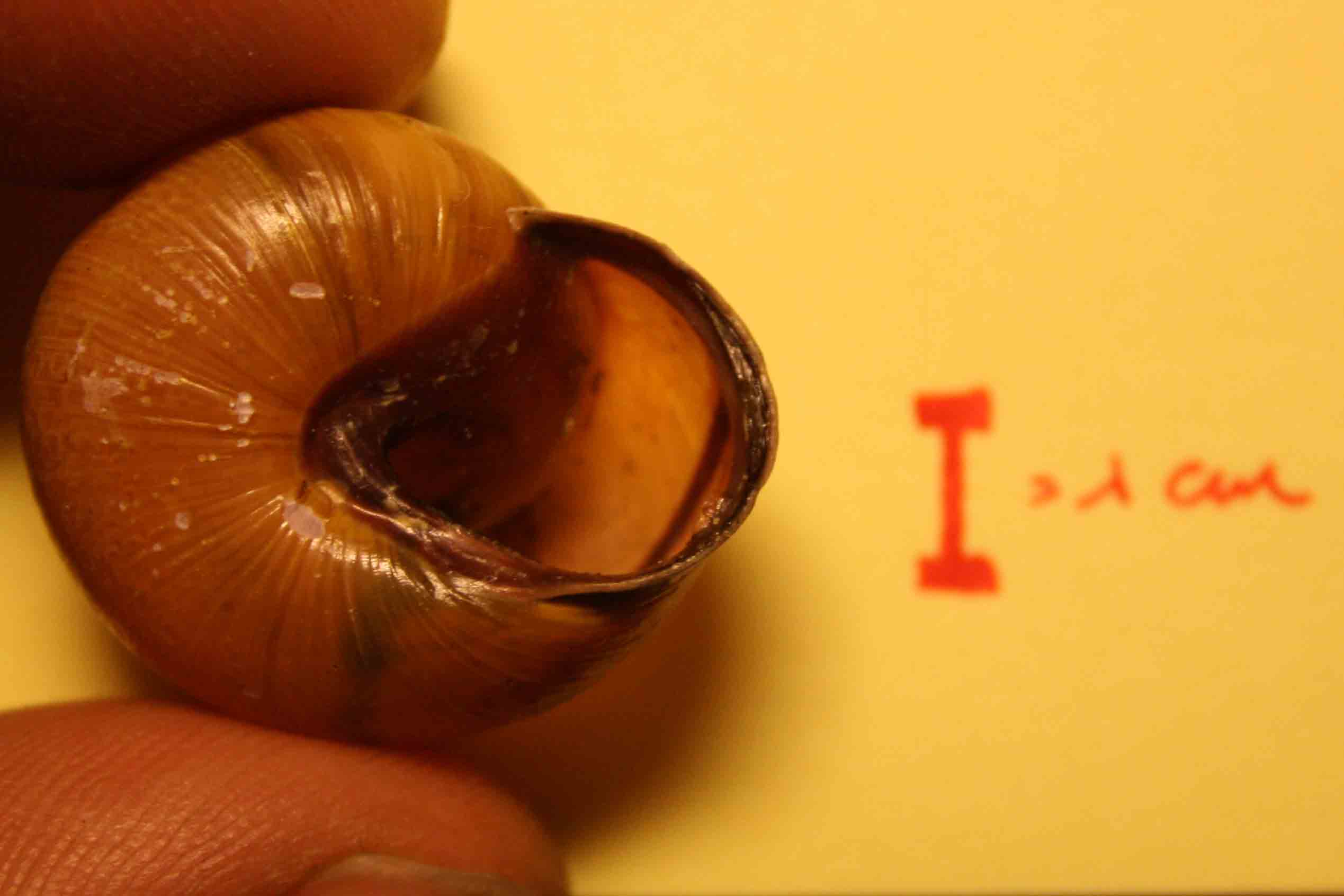 cepaea nemoralis?